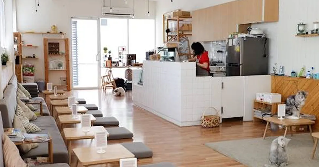 Cataholic café