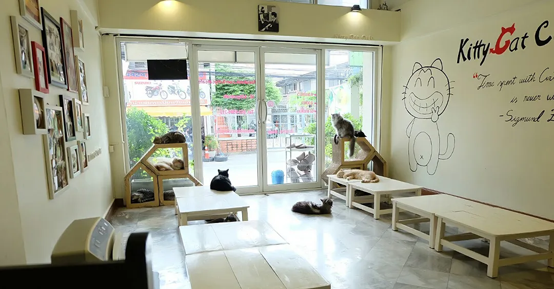 Kitty cat café