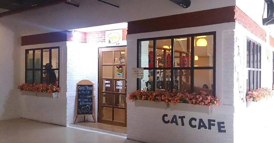 Carameow cat café