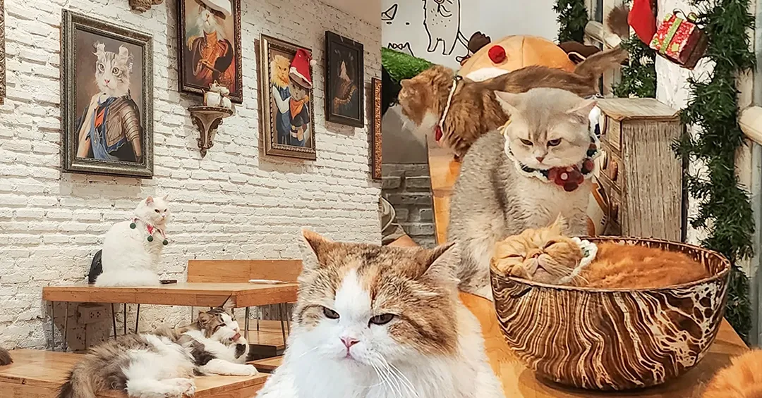 Caturday cat café