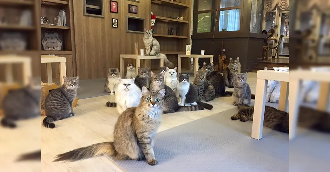 Purr cat café club