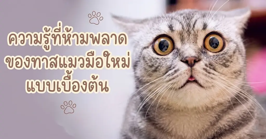 ทาสแมว มือใหม่
