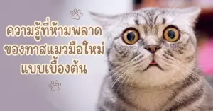 ทาสแมว มือใหม่