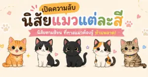 นิสัยแมว