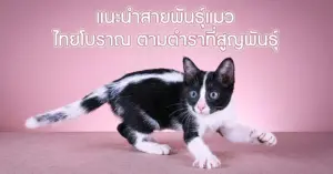 สาย พันธุ์ แมว