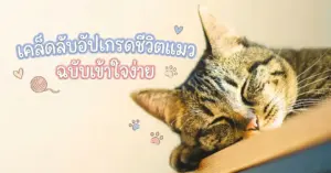 เคล็ดลับอัปเกรดชีวิตแมว-ฉบับเข้าใจง่าย