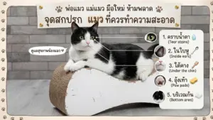 แมว