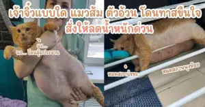 แมวส้ม