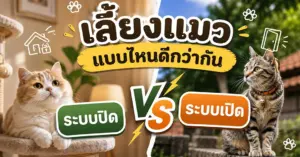 เลี้ยงแมว