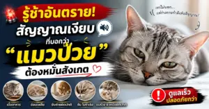 แมวป่วย ให้ความรู้