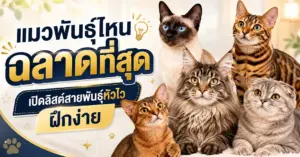 แมวพันธุ์