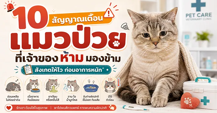 สัญญาณเตือน แมวป่วย