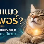 ทำไมแมวถึงมี เสียง Purr ถอดรหัสเสียงครางและพลังแห่งการเยียวยา