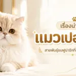 เรื่องน่ารู้ของแมวเปอร์เซีย สายพันธุ์ขนฟูน่ารักที่หลายคนหลงรัก