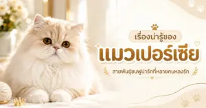 เปอร์เซีย