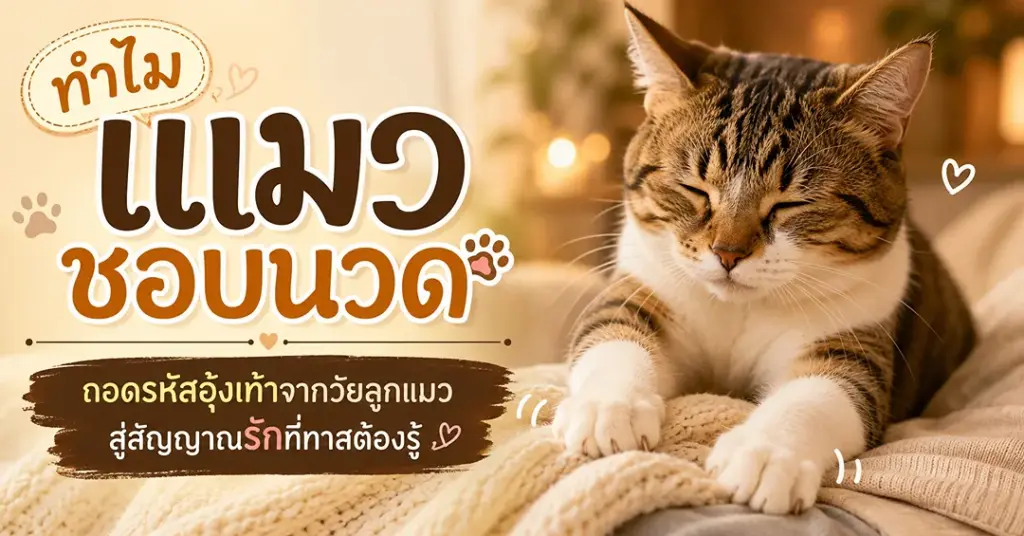 ทำไมแมวชอบนวด