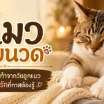 ทำไมแมวชอบนวด ถอดรหัสอุ้งเท้าจากวัยลูกแมว สู่สัญญาณรักที่ทาสต้องรู้