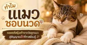 ทำไมแมวชอบนวด